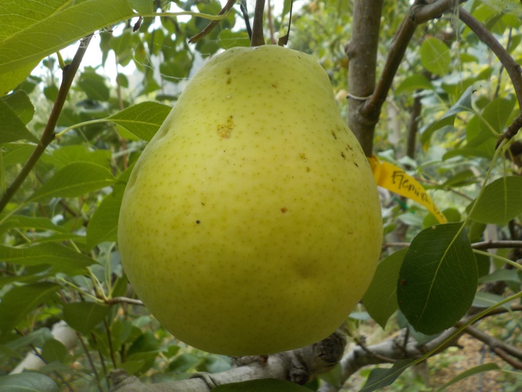 images/stories/virtuemart/product/Flemish beauty